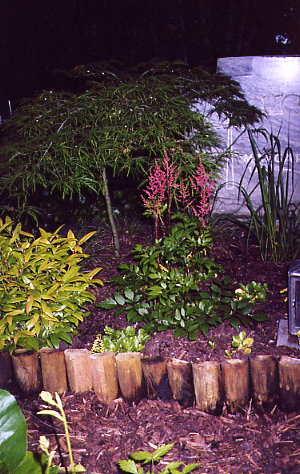 rote Astilbe (Anfang Mai 2002)