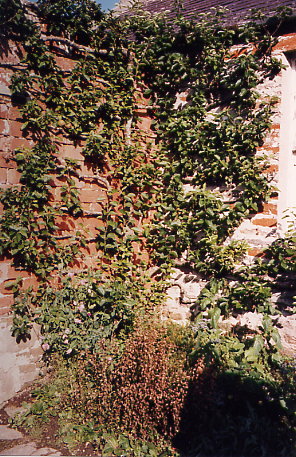 Balfour Castle - Walled Garden