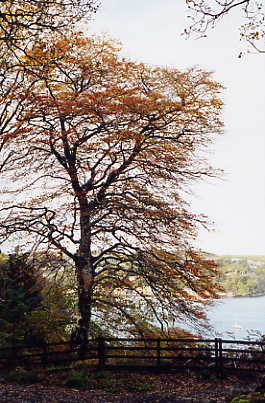 Herbstbäume (Aros Park)