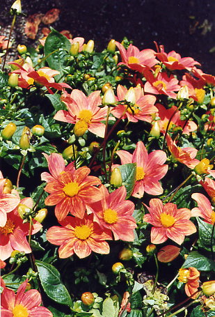 Inverewe - Blumen im walled garden