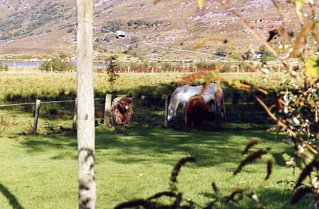 Torridon - Highland Cattle und Highland Ponies