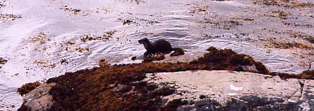 Sunart-Hide: Otter