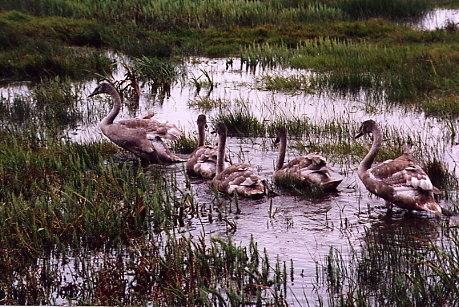Schwanenfamilie beim RSPB-Hide am Loch Gruinart