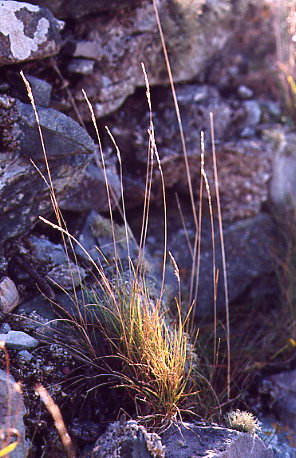 Gras zwischen Felsen