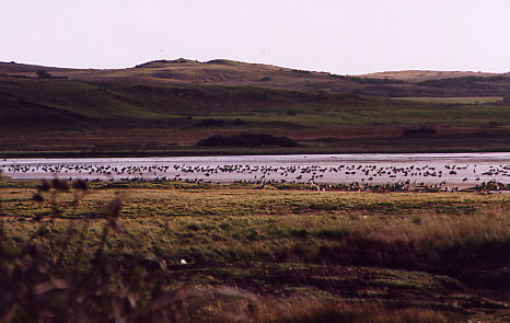 Loch Indaal - Nonnengänse