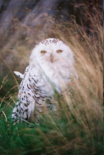 Mrs. Snowy Owl