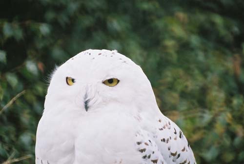 Mr. Snowy Owl