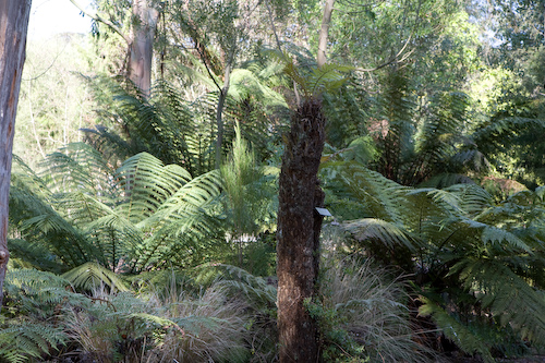 Tasmanische Baumfarne