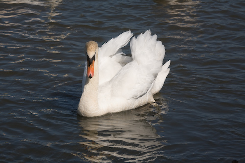 Höckerschwan - roter Schnabel (mute swan)